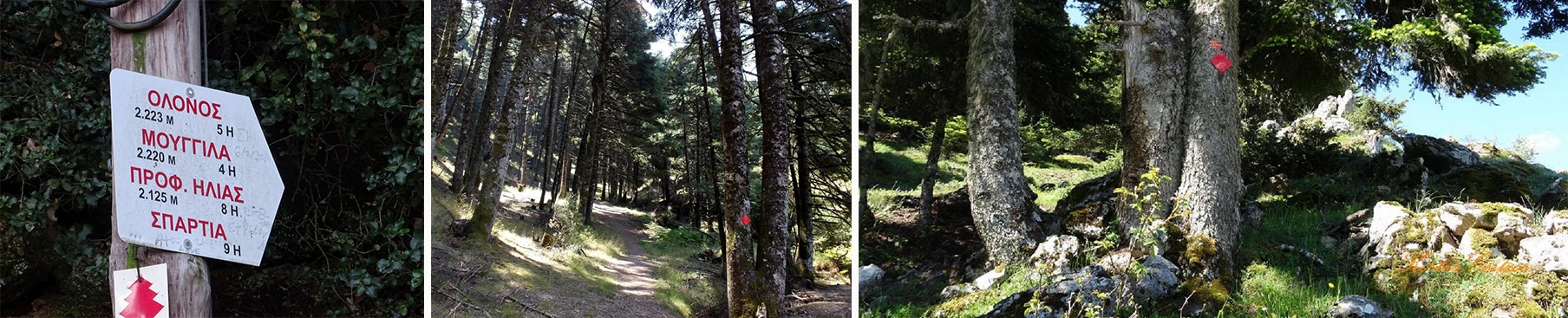 Ερύμανθος : Μίχα Κορυφή Ωλενός