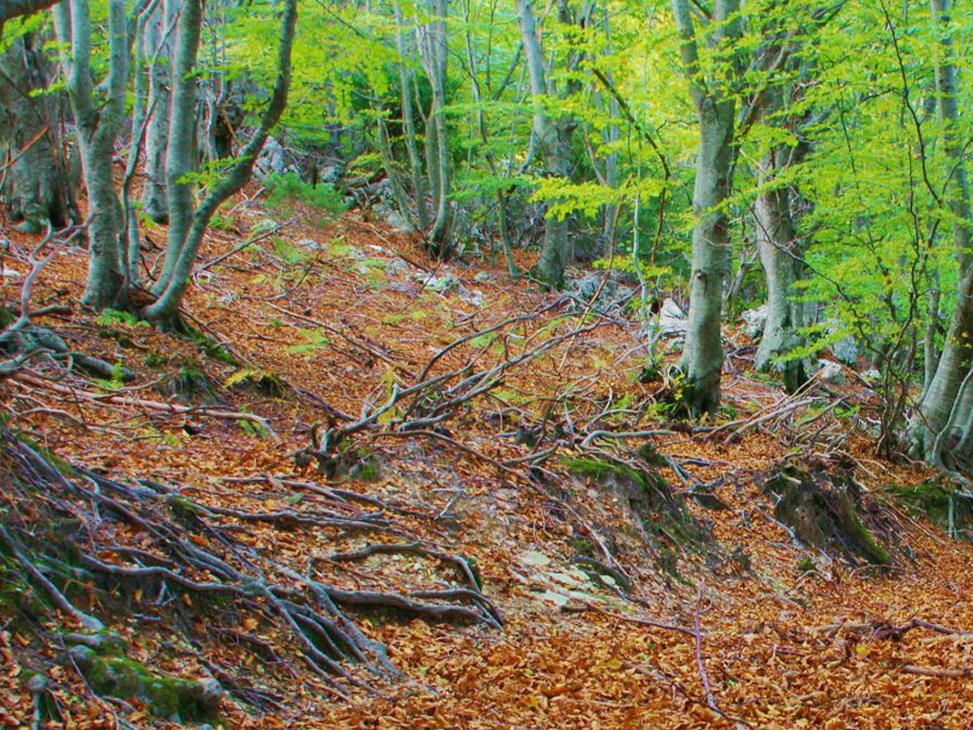 Πήλιο. Μηλιές - Τσαγκαράδα. Thumb Πήλιο : Μηλιές Τσαγκαράδα